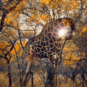 Meet your Posher, Jade